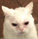 grumpycat