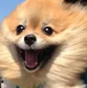 doghappy