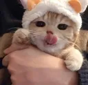 Cat2 cat2 Discord Emoji