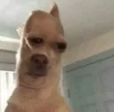 yowtf