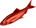 normalFish