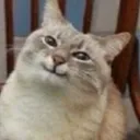 PancakeCat Discord Emoji