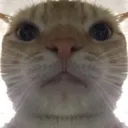 CatStare Discord Emoji