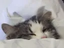 im_in_bed