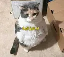 7ab_ni5