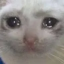 sadcat