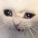 sadcat Discord Emoji