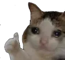 ThumbsUpCat