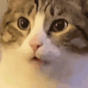 Cat Nom catnom Discord Emoji