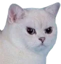 angrycat2