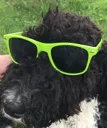 glassesdoggo