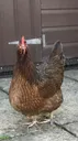 chicken