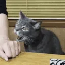 nibble1