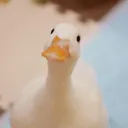 WackoTheDuck Discord Emoji