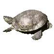 turtletwerk turtletwerk