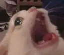 MIAAA
