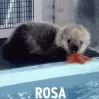 RosaMVP