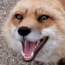 happyfluff