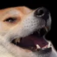dogilaugh