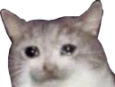 RWSadCat Discord emoji