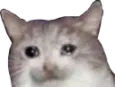RWSadCat RWSadCat