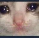 sadcatcat Discord Emoji