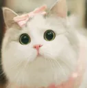 owocat owocat