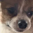 xConcernedDog