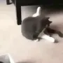 catJump catJump