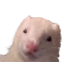 ferret_peepin