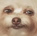 smugdoge