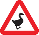 GES_GooseWarning