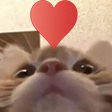 CatLove