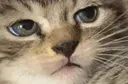 thinkcat thinkcat