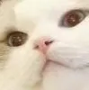 catstaree