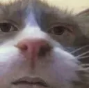 A_CatBruh