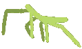 stickbug