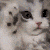 kittyCAT