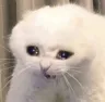 Cat_CattoCry