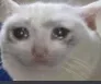 catcries catcries