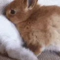 bunbun2 bunbun2
