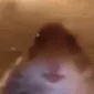 hamster hamster