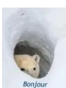 bonjourbear