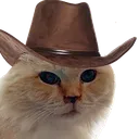 Meowdy2