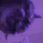 WA_vibekitties