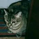 Pissedcat Discord Emoji