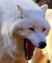 wolf_L