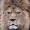 LionBruh LionBruh