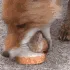 FoxBreadStack FoxBreadStack