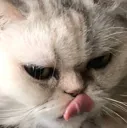 cat3 cat3